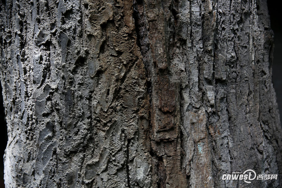 截枯枝補空洞修古樹 書院門千年國槐重?zé)ㄉ鷻C
