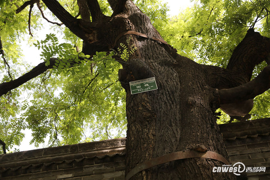 截枯枝補空洞修古樹 書院門千年國槐重?zé)ㄉ鷻C
