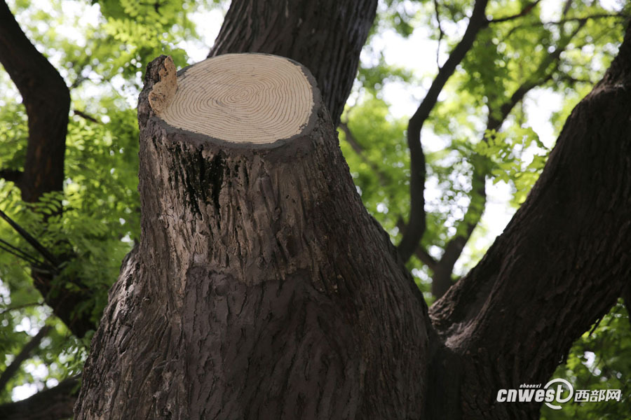截枯枝補空洞修古樹 書院門千年國槐重?zé)ㄉ鷻C