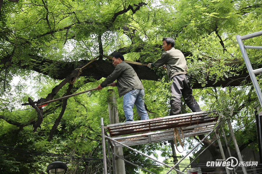 截枯枝補空洞修古樹 書院門千年國槐重?zé)ㄉ鷻C