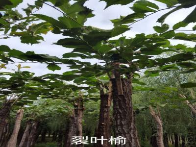 裂葉榆基地直銷,2017年價格參考