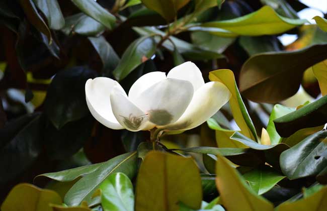 白玉蘭的養殖方法