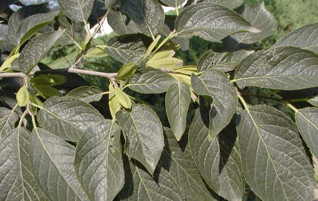 杜仲的種植養(yǎng)護(hù)技術(shù)