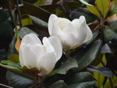 白玉蘭花語是什么?