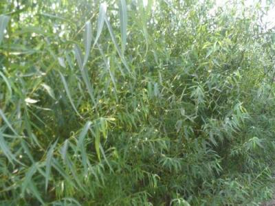 垂柳的市場價格是多少？