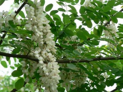 刺槐樹市場價格是多少?