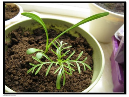 波斯菊種子怎么種 波斯菊種子怎么種