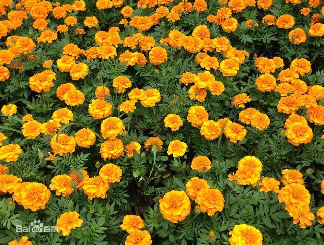 爽朗活潑的孔雀草,居然被向日葵搶去了本名!