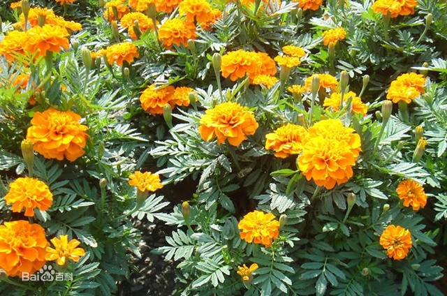 爽朗活潑的孔雀草,居然被向日葵搶去了本名!