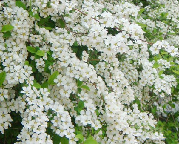 珍珠繡線菊?qǐng)D片