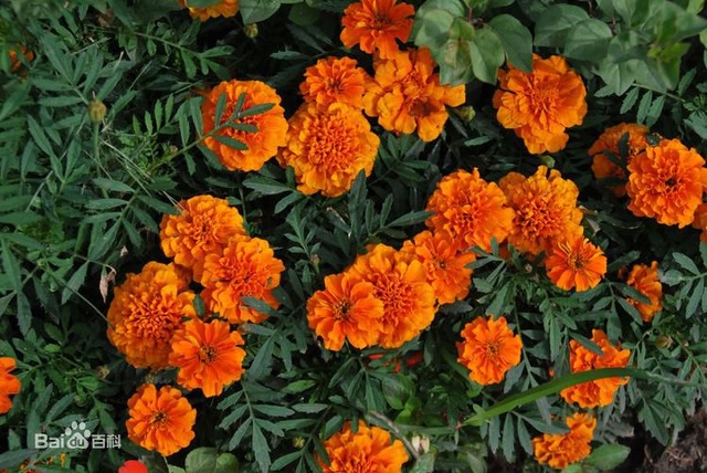 爽朗活潑的孔雀草,居然被向日葵搶去了本名!