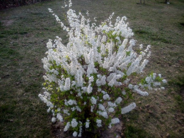 珍珠繡線菊?qǐng)D片