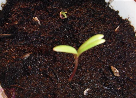 波斯菊種子怎么種 波斯菊種子怎么種