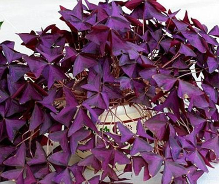 酢漿草養(yǎng)護的環(huán)境濕度 酢漿草養(yǎng)護的環(huán)境濕度