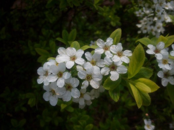 珍珠繡線菊?qǐng)D片