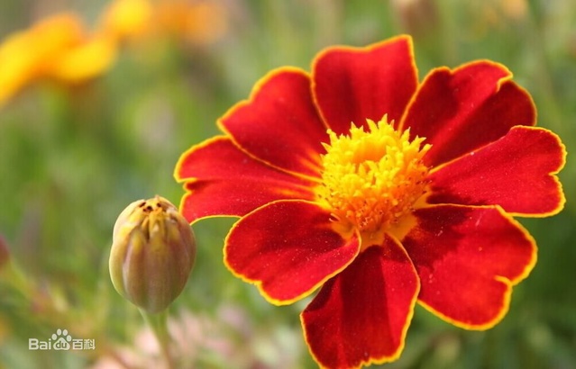 爽朗活潑的孔雀草,居然被向日葵搶去了本名!