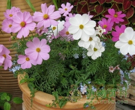 防治波斯菊倒伏 防治波斯菊倒伏
