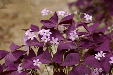 酢漿草養(yǎng)護的澆水要求 酢漿草養(yǎng)護的澆水要求