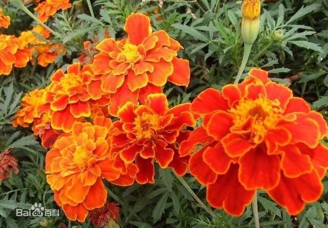 爽朗活潑的孔雀草,居然被向日葵搶去了本名!