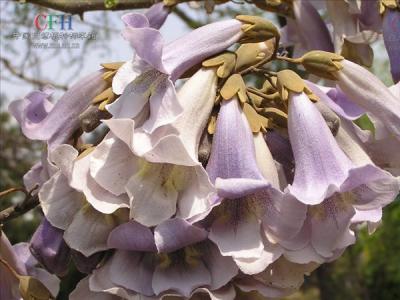 泡桐有哪些品種?