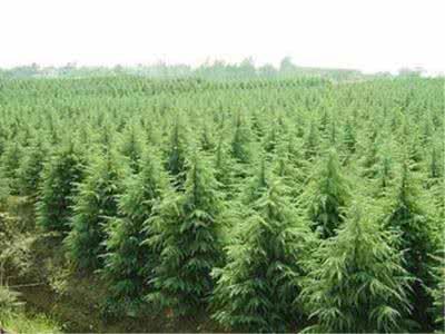苗木行業(yè)還有“金礦”,轉(zhuǎn)對(duì)思路就能挖到