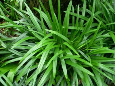 麥冬草都有哪些品種?