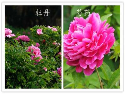 如何分辨牡丹和芍藥?