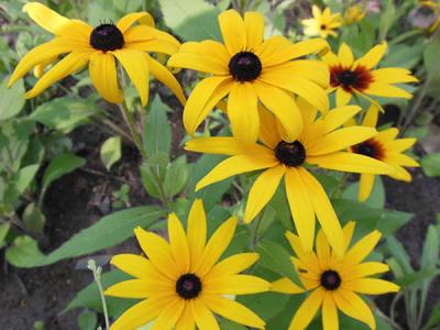 黑心菊怎么種,如何進行修剪?