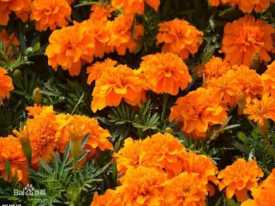 爽朗活潑的孔雀草，居然被向日葵搶去了本名！