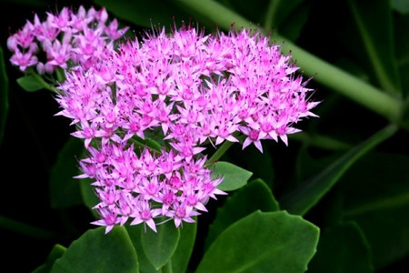 八寶景天功效 八寶景天功效