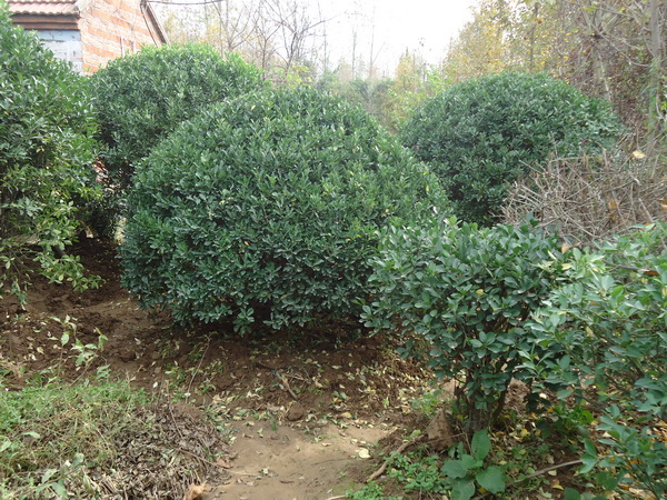 大葉黃楊球圖片