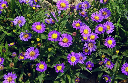 荷蘭菊的養殖注意事項 荷蘭菊的養殖注意事項