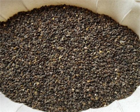 福祿考播種:土壤準(zhǔn)備 福祿考播種:土壤準(zhǔn)備