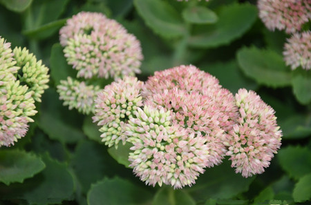 八寶景天藥用價值 八寶景天藥用價值