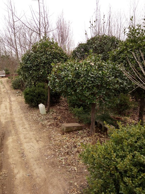 大葉黃楊球圖片