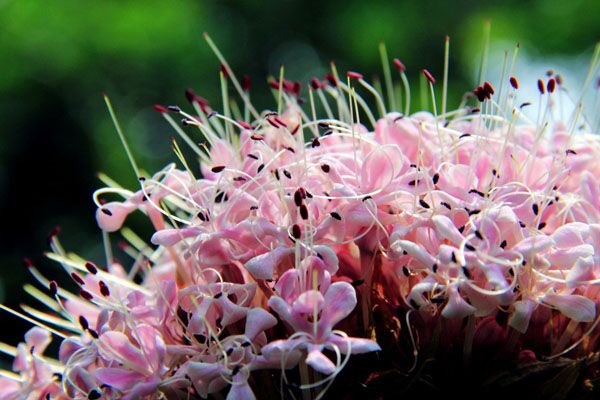 八寶景天有什么用處 八寶景天有什么用處