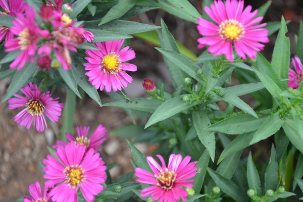 荷蘭菊的養殖方法和注意事項 荷蘭菊的養殖方法和注意事項