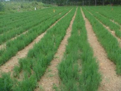 【側(cè)柏】側(cè)柏價格_圖片_種植方法