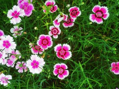 常夏石竹怎么養?