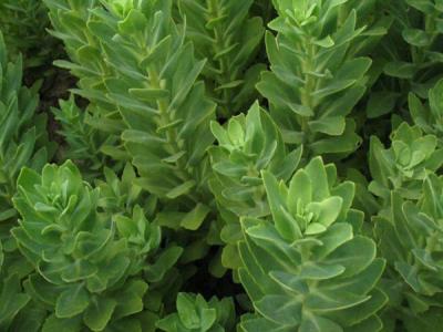 八寶景天有毒嗎?