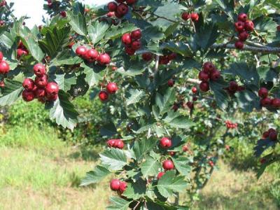 【山楂樹】山楂樹苗批發_價格_圖片_種植方法