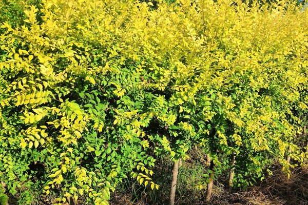 美植袋容器金葉榆 美植袋容器金葉榆