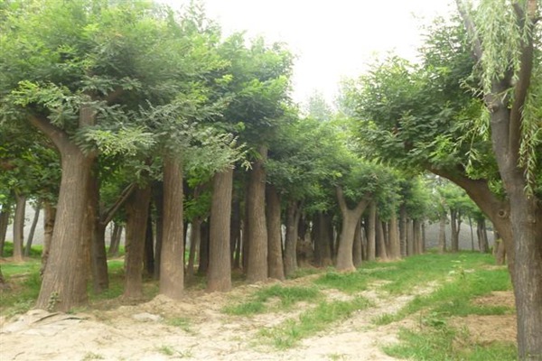 1552656347183296.jpg 國槐