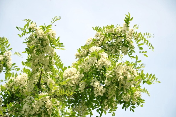 1553262650460570.jpg 刺槐樹(shù)和國(guó)槐樹(shù)之間的區(qū)別(多圖對(duì)比)