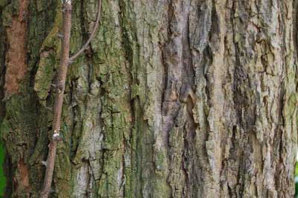 1553262868850321.jpg 刺槐樹(shù)和國(guó)槐樹(shù)之間的區(qū)別(多圖對(duì)比)