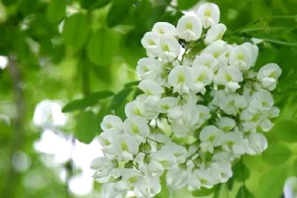 1553419171803402.jpg 速生國槐和國槐樹的區(qū)別