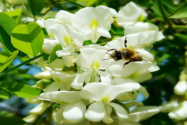 1553419223687356.jpg 速生國槐和國槐樹的區(qū)別