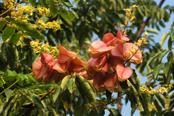 1553778901394020.png 欒樹果實的藥用價值