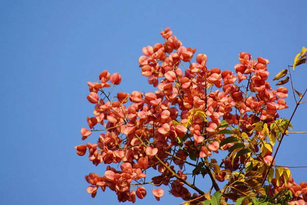 1553778908783700.jpg 欒樹果實的藥用價值