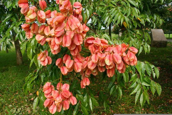 1553778914142393.jpg 欒樹果實的藥用價值